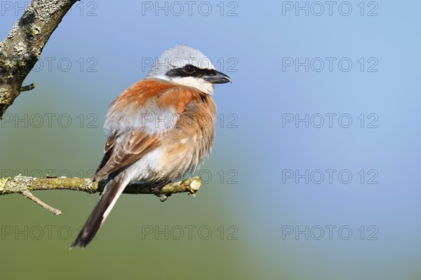 Red-backed shrike (Lanius collurio), male, North Rhine-Westphalia, Germany