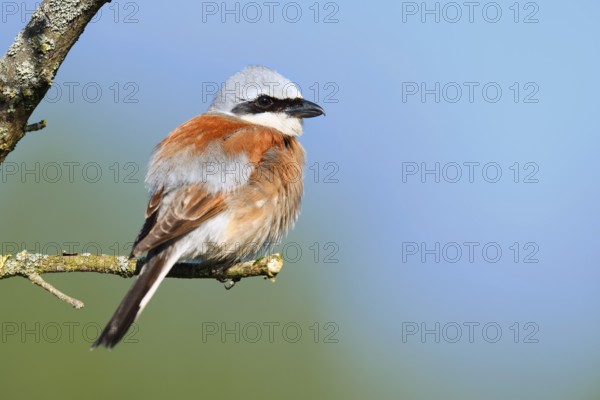 Red-backed shrike (Lanius collurio), male, North Rhine-Westphalia, Germany