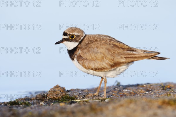 Little Ringed Plover (Charadrius dubius), North Rhine-Westphalia, Germany