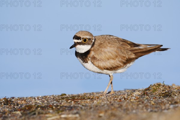 Little Ringed Plover (Charadrius dubius), North Rhine-Westphalia, Germany