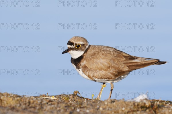Little Ringed Plover (Charadrius dubius), North Rhine-Westphalia, Germany