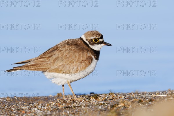 Little Ringed Plover (Charadrius dubius), North Rhine-Westphalia, Germany