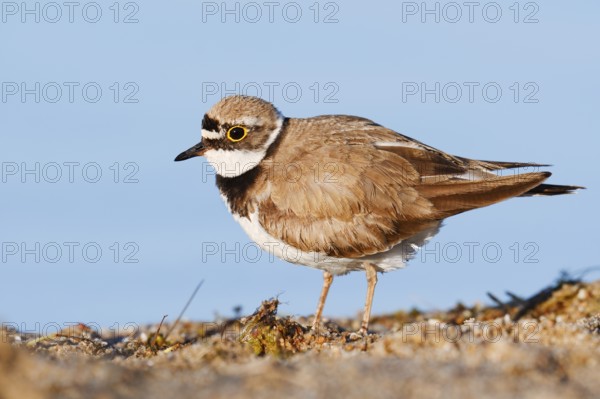 Little Ringed Plover (Charadrius dubius), North Rhine-Westphalia, Germany