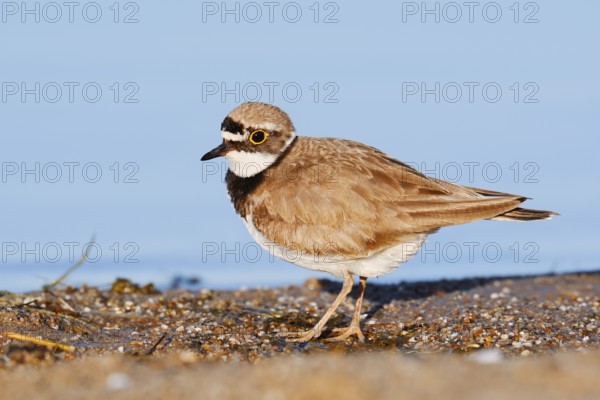 Little Ringed Plover (Charadrius dubius), North Rhine-Westphalia, Germany