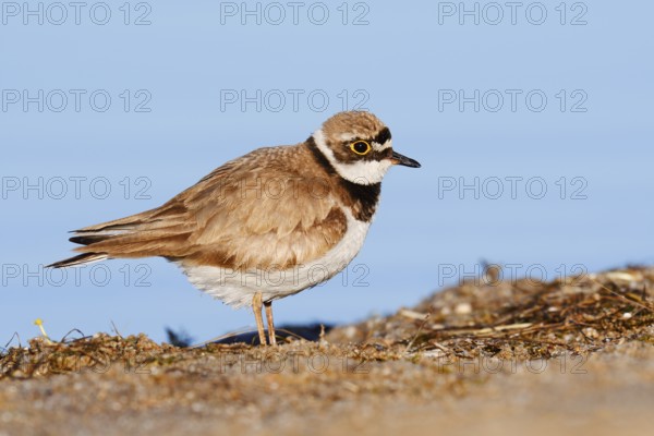 Little Ringed Plover (Charadrius dubius), North Rhine-Westphalia, Germany