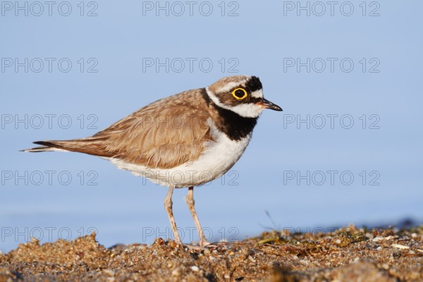 Little Ringed Plover (Charadrius dubius), North Rhine-Westphalia, Germany