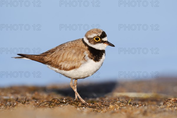 Little Ringed Plover (Charadrius dubius), North Rhine-Westphalia, Germany