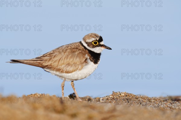 Little Ringed Plover (Charadrius dubius), North Rhine-Westphalia, Germany