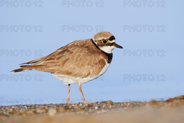 Little Ringed Plover (Charadrius dubius), North Rhine-Westphalia, Germany