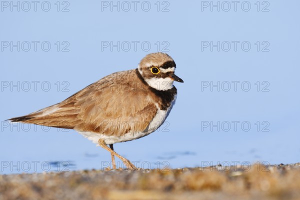 Little Ringed Plover (Charadrius dubius), North Rhine-Westphalia, Germany