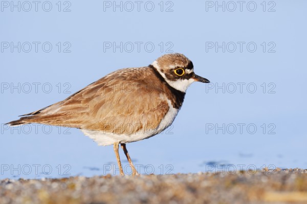 Little Ringed Plover (Charadrius dubius), North Rhine-Westphalia, Germany