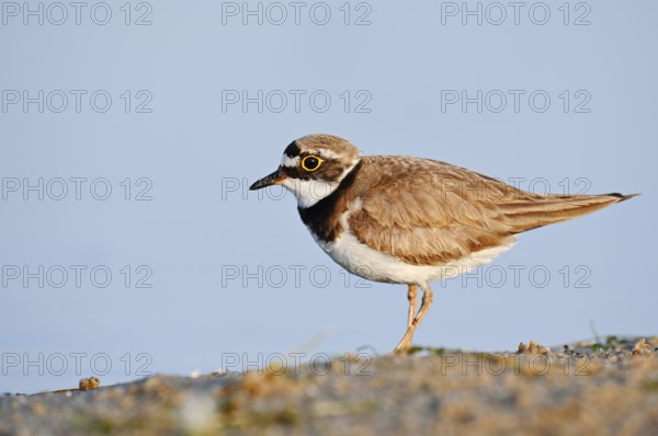 Little Ringed Plover (Charadrius dubius), North Rhine-Westphalia, Germany