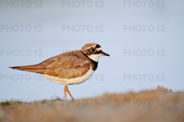 Little Ringed Plover (Charadrius dubius), North Rhine-Westphalia, Germany