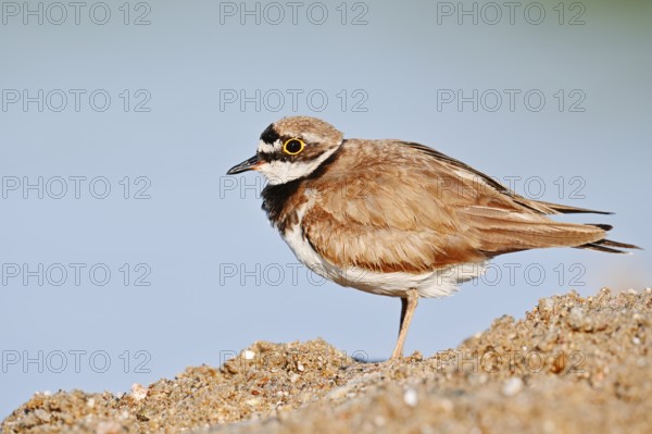 Little Ringed Plover (Charadrius dubius), North Rhine-Westphalia, Germany