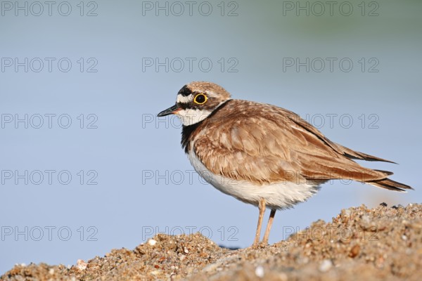 Little Ringed Plover (Charadrius dubius), North Rhine-Westphalia, Germany