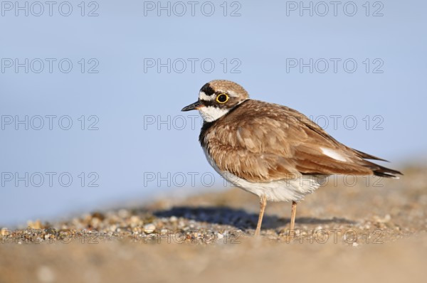 Little Ringed Plover (Charadrius dubius), North Rhine-Westphalia, Germany