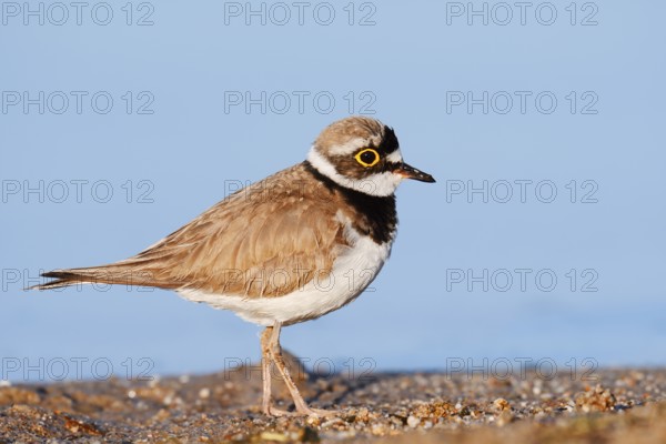Little Ringed Plover (Charadrius dubius), North Rhine-Westphalia, Germany