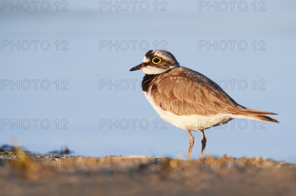 Little Ringed Plover (Charadrius dubius), North Rhine-Westphalia, Germany