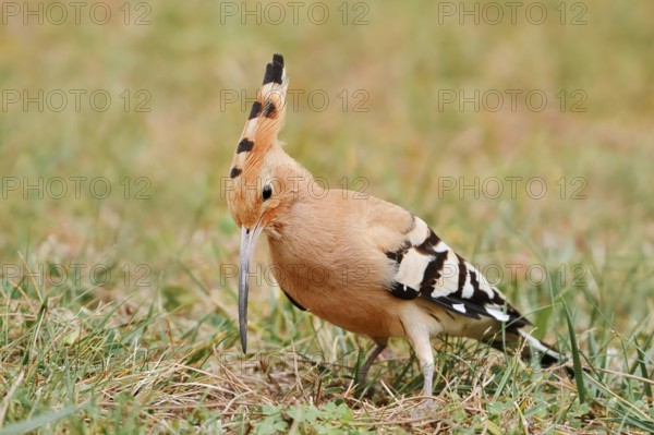 Hoopoe (Upupa epops) foraging, Algarve, Portugal