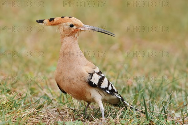 Hoopoe (Upupa epops), Algarve, Portugal
