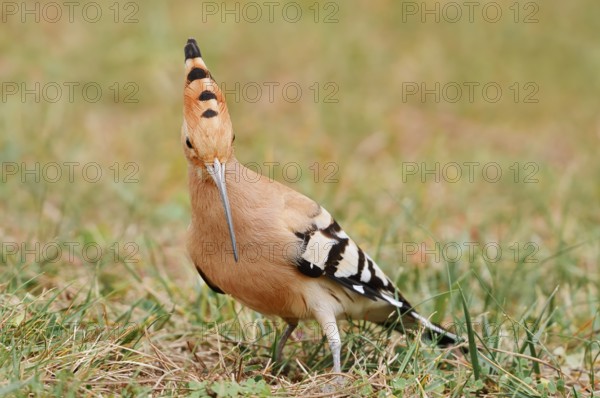 Hoopoe (Upupa epops) foraging, Algarve, Portugal