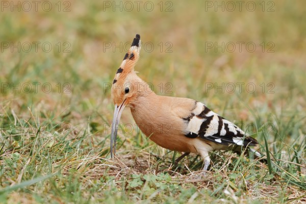 Hoopoe (Upupa epops) foraging in a meadow, Algarve, Portugal