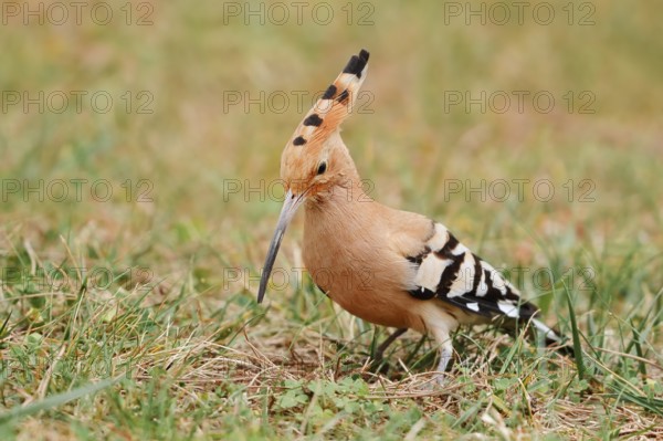 Hoopoe (Upupa epops) foraging in a meadow, Algarve, Portugal
