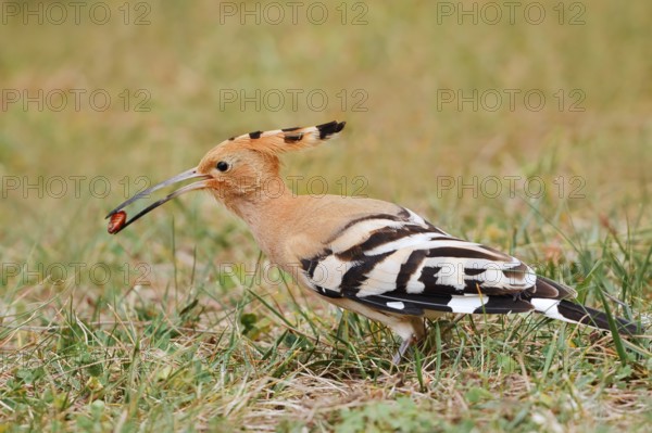 Hoopoe (Upupa epops) with prey in its beak, Algarve, Portugal