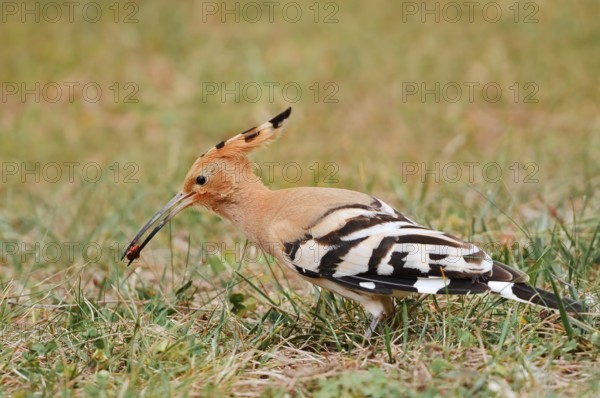 Hoopoe (Upupa epops) with prey in its beak, Algarve, Portugal