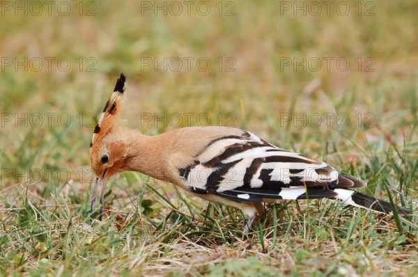 Hoopoe (Upupa epops) foraging in a meadow, Algarve, Portugal