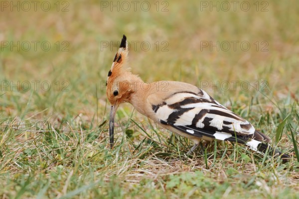 Hoopoe (Upupa epops) foraging in a meadow, Algarve, Portugal