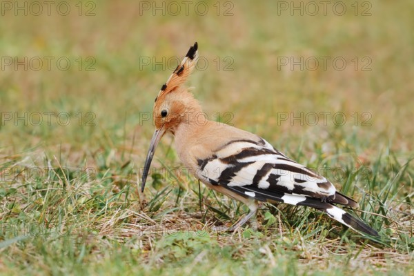 Hoopoe (Upupa epops) foraging in a meadow, Algarve, Portugal