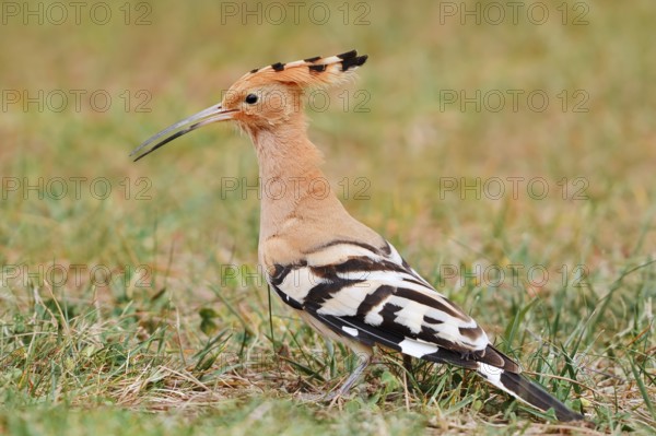 Hoopoe (Upupa epops) foraging in a meadow, Algarve, Portugal