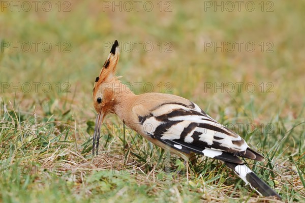 Hoopoe (Upupa epops) foraging in a meadow, Algarve, Portugal