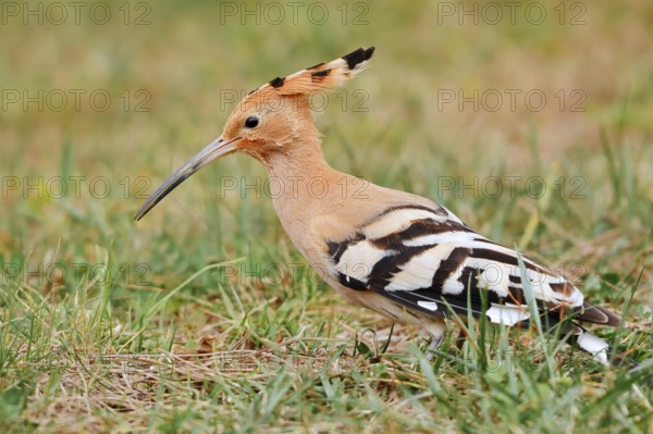 Hoopoe (Upupa epops) foraging in a meadow, Algarve, Portugal