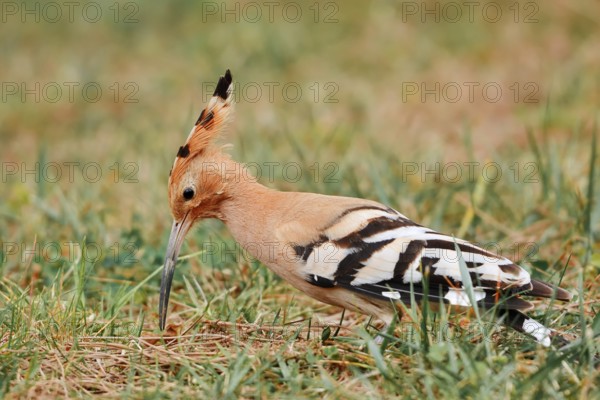 Hoopoe (Upupa epops) foraging in a meadow, Algarve, Portugal