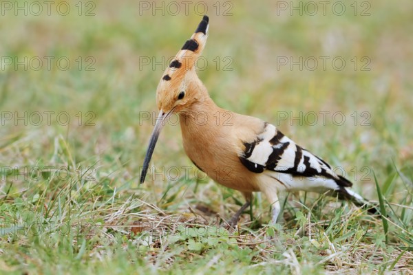 Hoopoe (Upupa epops) foraging in a meadow, Algarve, Portugal