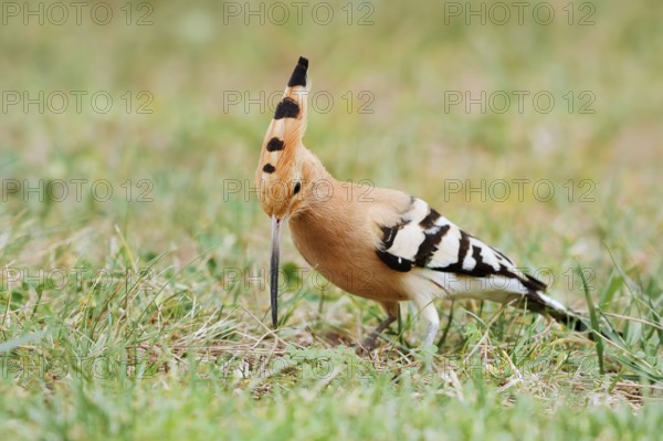 Hoopoe (Upupa epops) foraging in a meadow, Algarve, Portugal