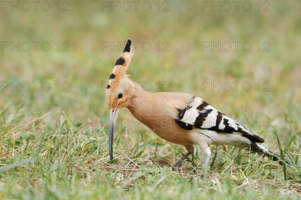Hoopoe (Upupa epops) foraging in a meadow, Algarve, Portugal