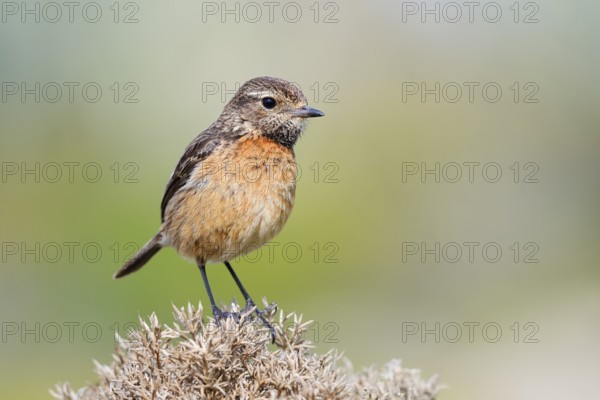 Stonechat (Saxicola rubicola), female, Algarve, Portugal