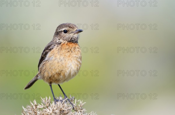 Stonechat (Saxicola rubicola), female, Algarve, Portugal