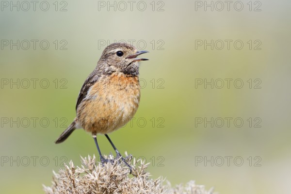Stonechat (Saxicola rubicola), singing female, Algarve, Portugal