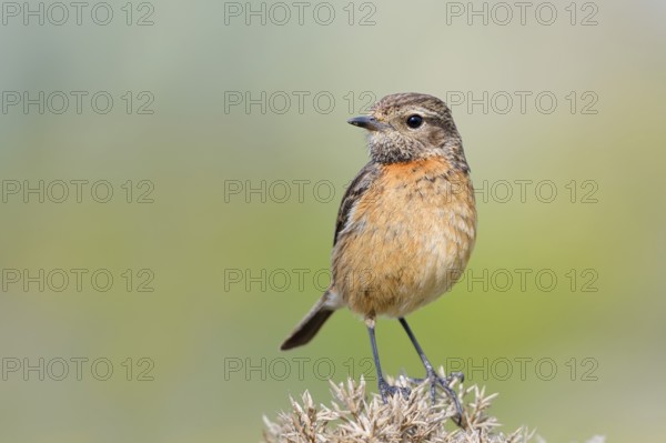 Stonechat (Saxicola rubicola), female, Algarve, Portugal