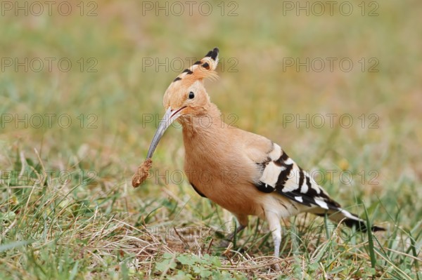 Hoopoe (Upupa epops) with prey in its beak, Algarve, Portugal