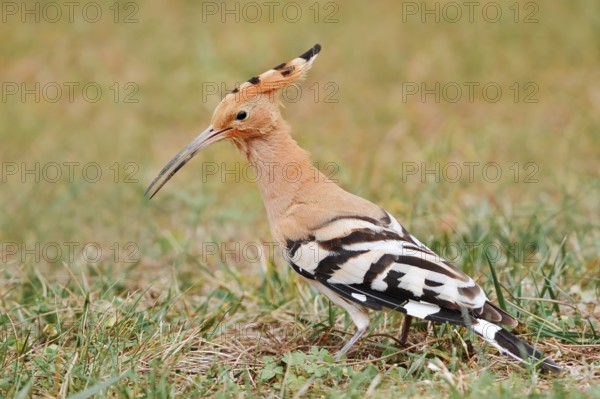 Hoopoe (Upupa epops) foraging in a meadow, Algarve, Portugal