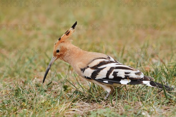 Hoopoe (Upupa epops) foraging in a meadow, Algarve, Portugal