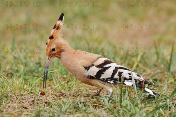 Hoopoe (Upupa epops) foraging in a meadow, Algarve, Portugal