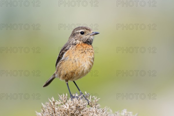 Stonechat (Saxicola rubicola), female, Algarve, Portugal