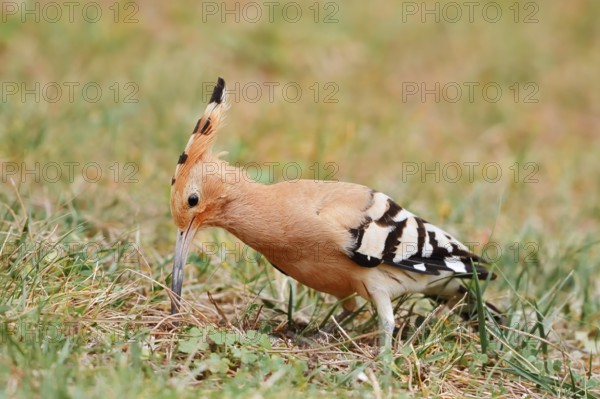 Hoopoe (Upupa epops) foraging, Algarve, Portugal