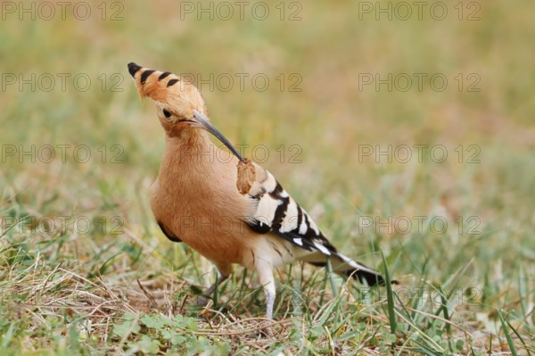 Hoopoe (Upupa epops) with prey in its beak, Algarve, Portugal